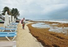 Arriba sargazo a 21 playas de Quintana Roo